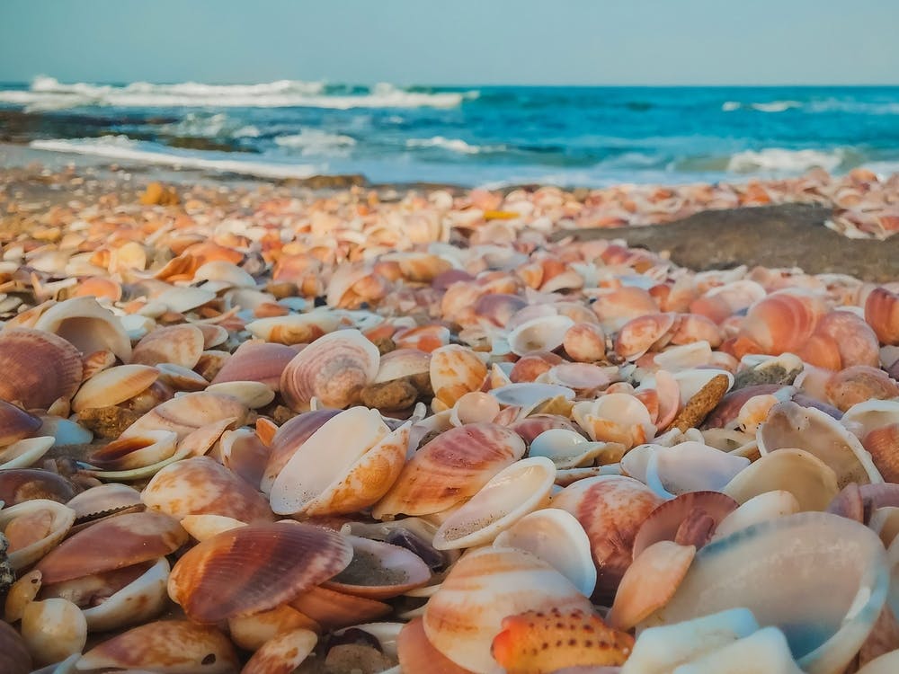 Sea Shells On The Beach 1