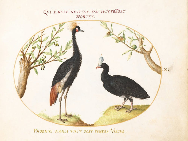 Animalia Volatilia et Amphibia (c. 1575-1580), Joris Hoefnagel (11)