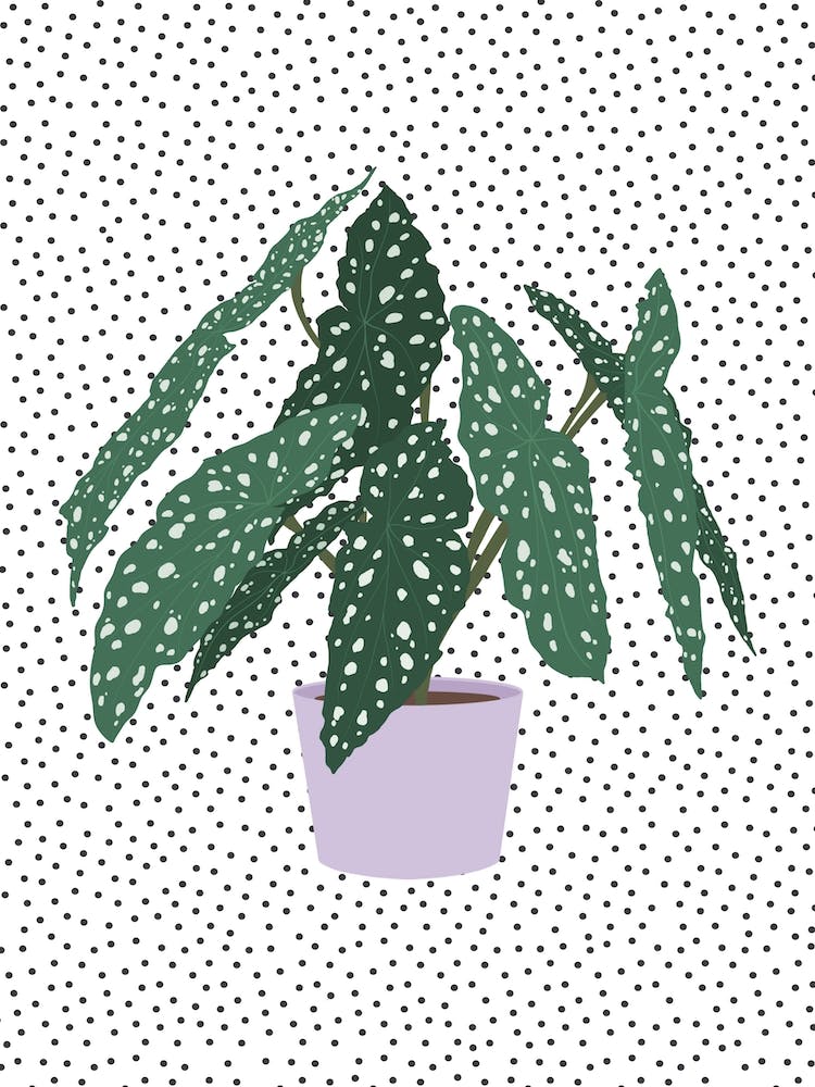 Polka Dot Begonia Houseplant