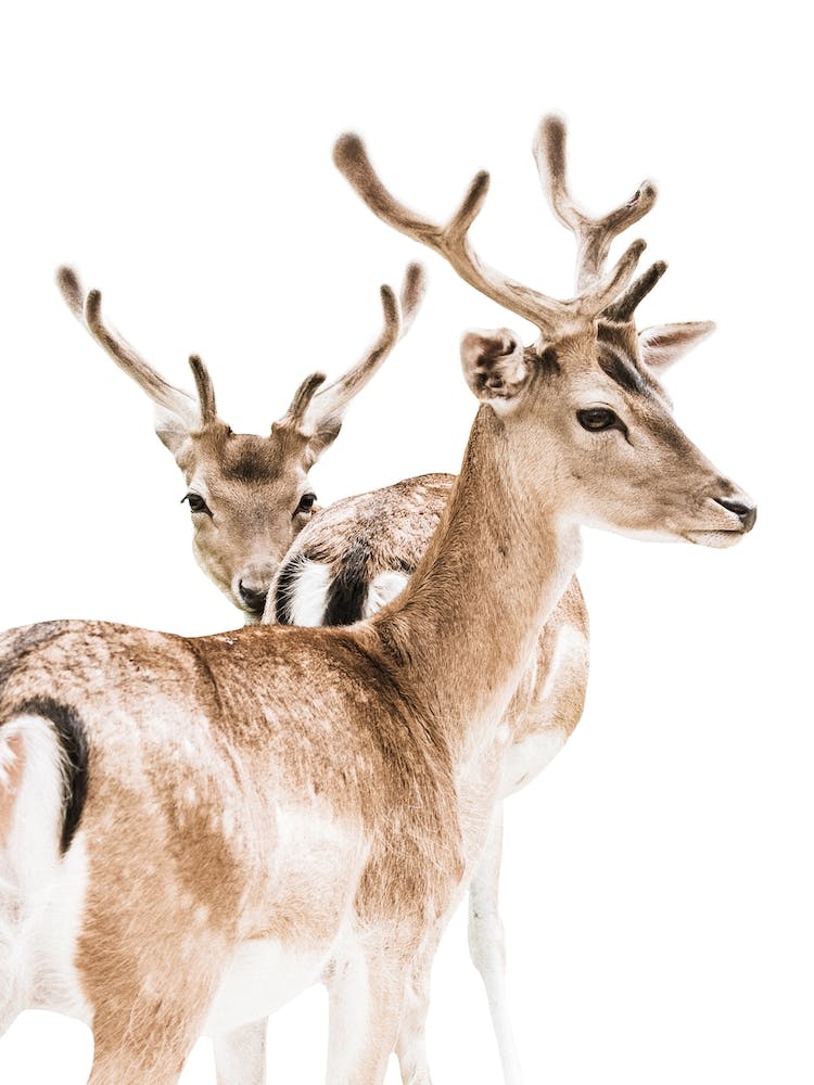 Two deers 1