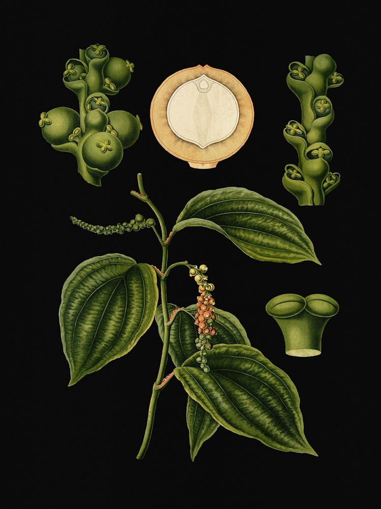 Vintage Bollmann 3 Schwarzer Pfeffer