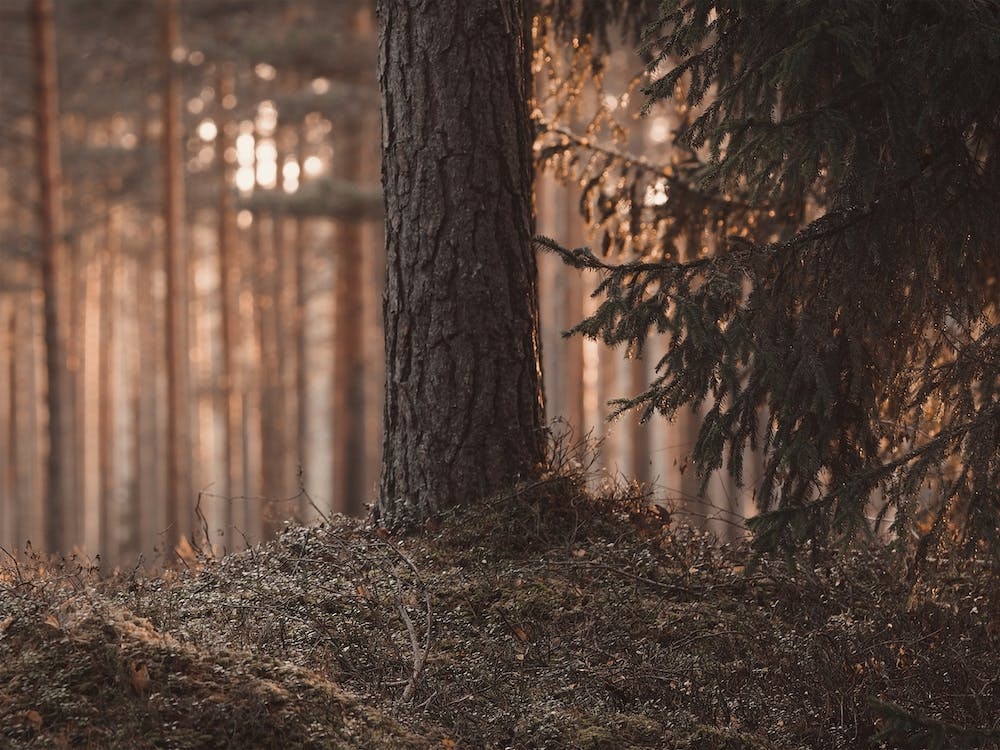 Sun Peeking Through Trees