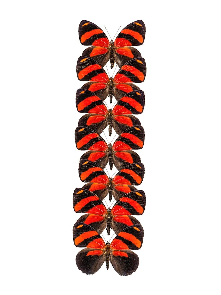 Row Of Red Butterflies