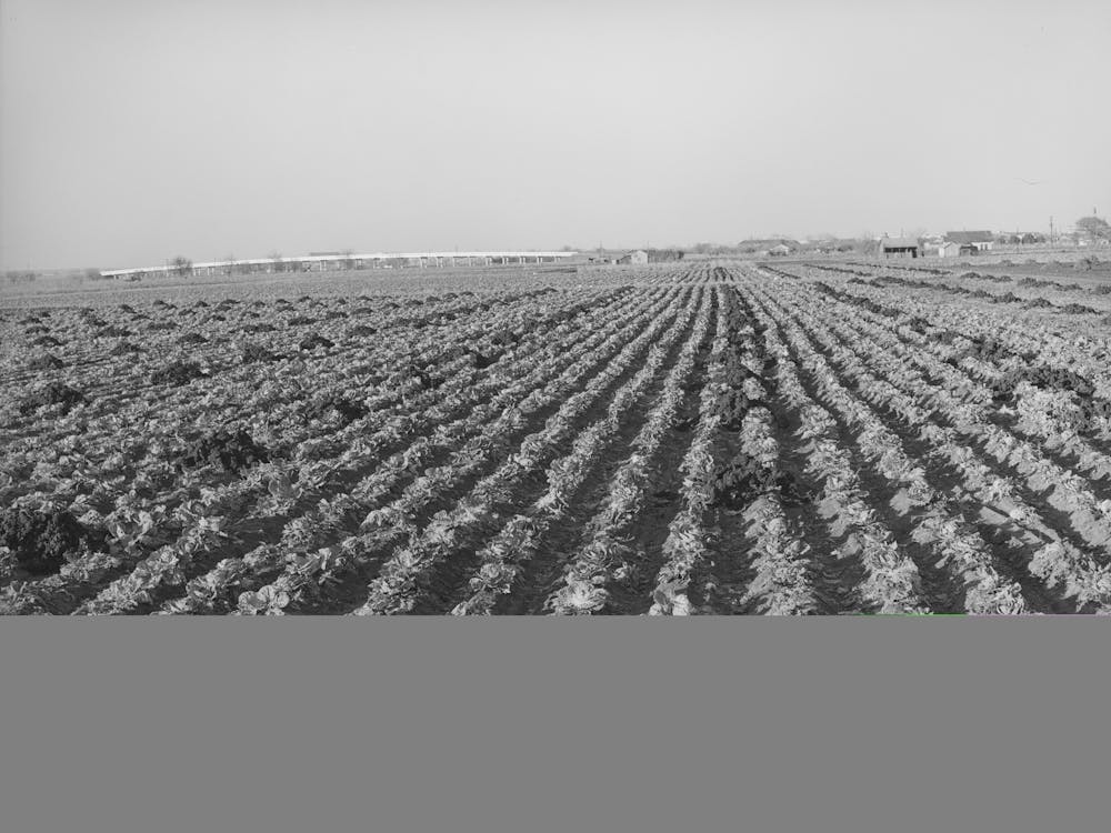 Cabbage Field In The Winter,Bexar County, Texas By Russell Lee