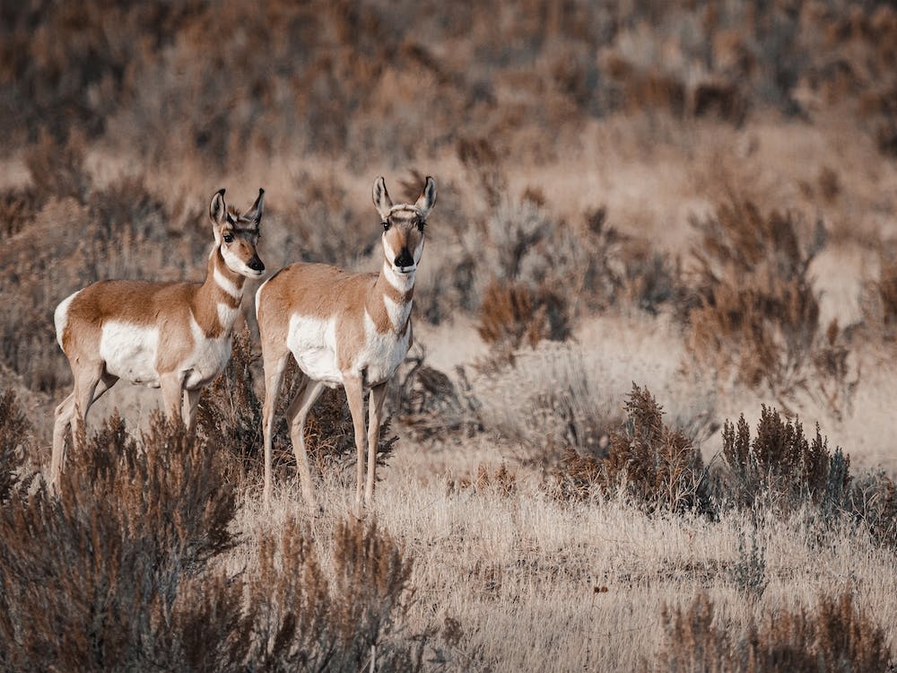 Pair Of Antelope