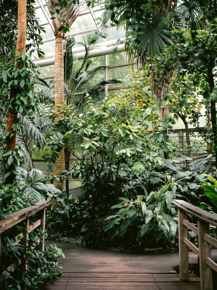 Welcome To The Jungle Brooklyn Botanical Garden