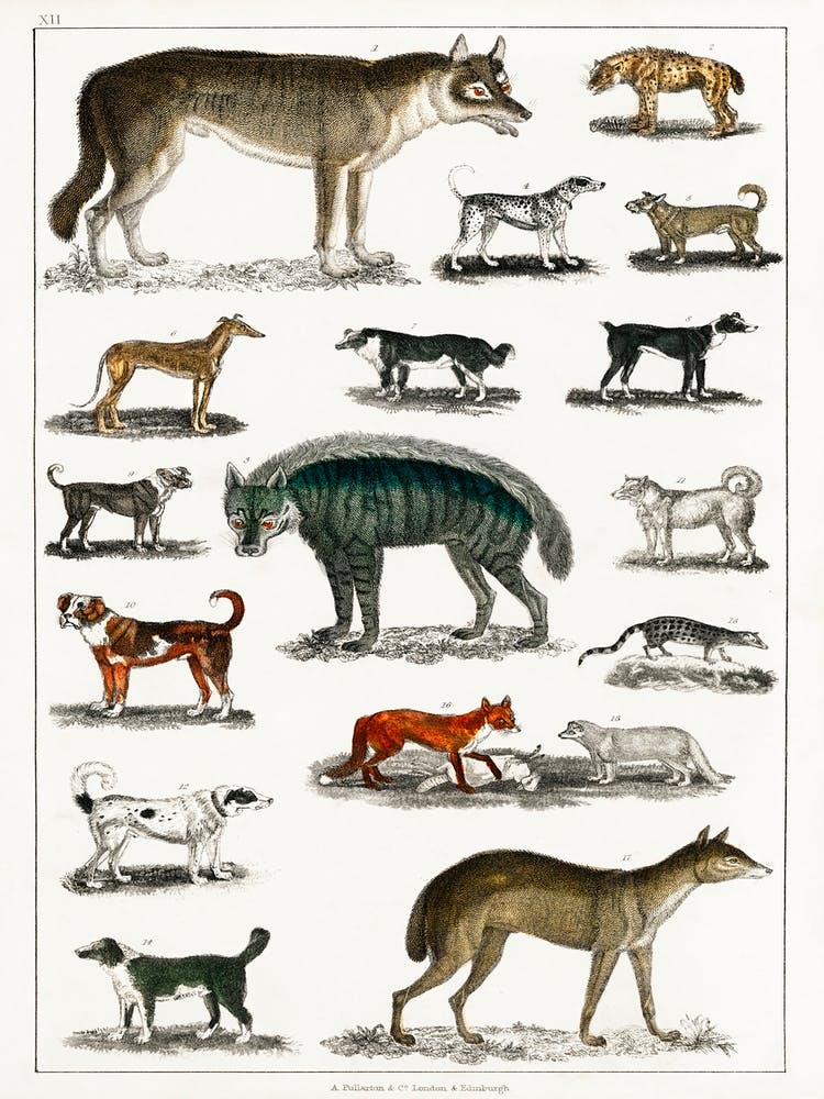 Collection Of Animals In The Canine And Feline Family, Oliver Goldsmith