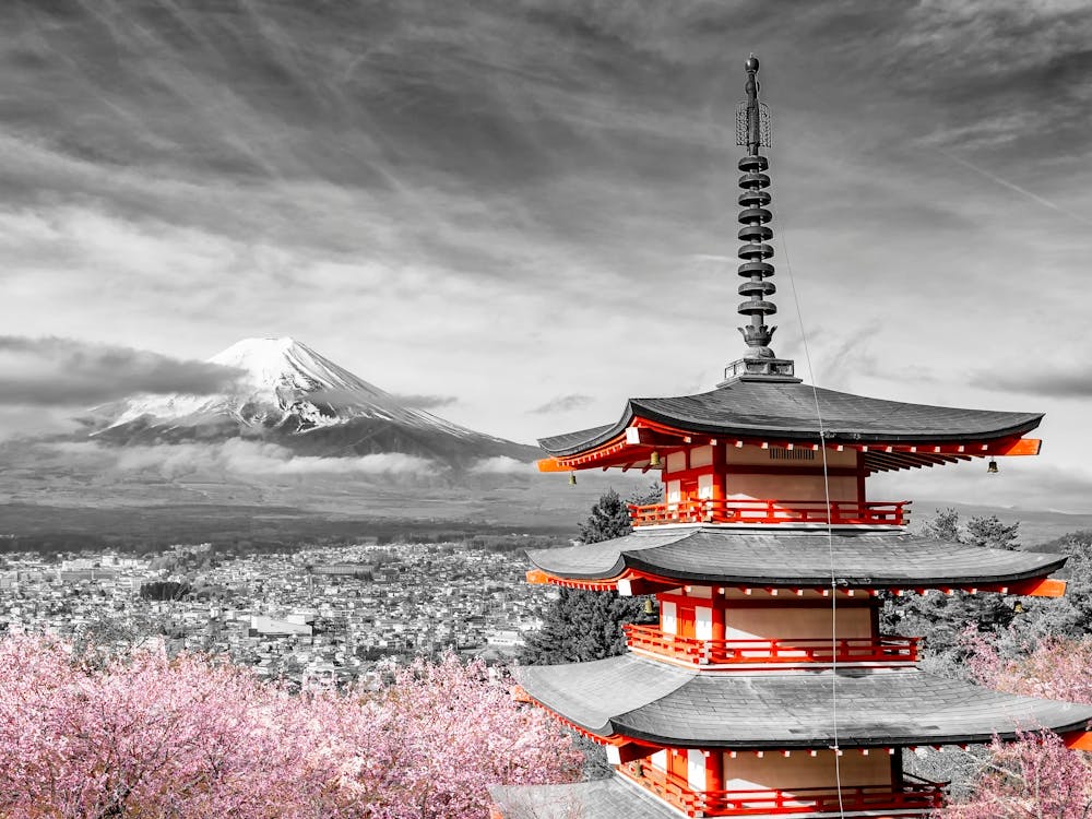 Mont Fuji Avec Pagode En Colorkey À La Saison des Cerisiers en Fleurs