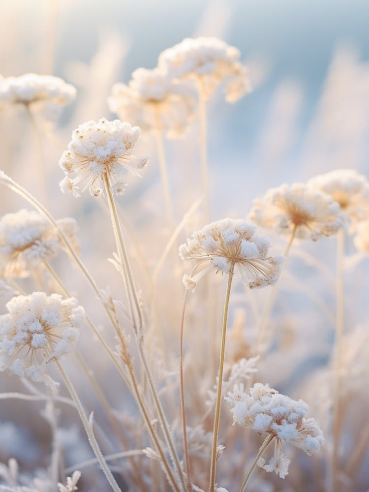 Frosty Botanical Scabiosa 4