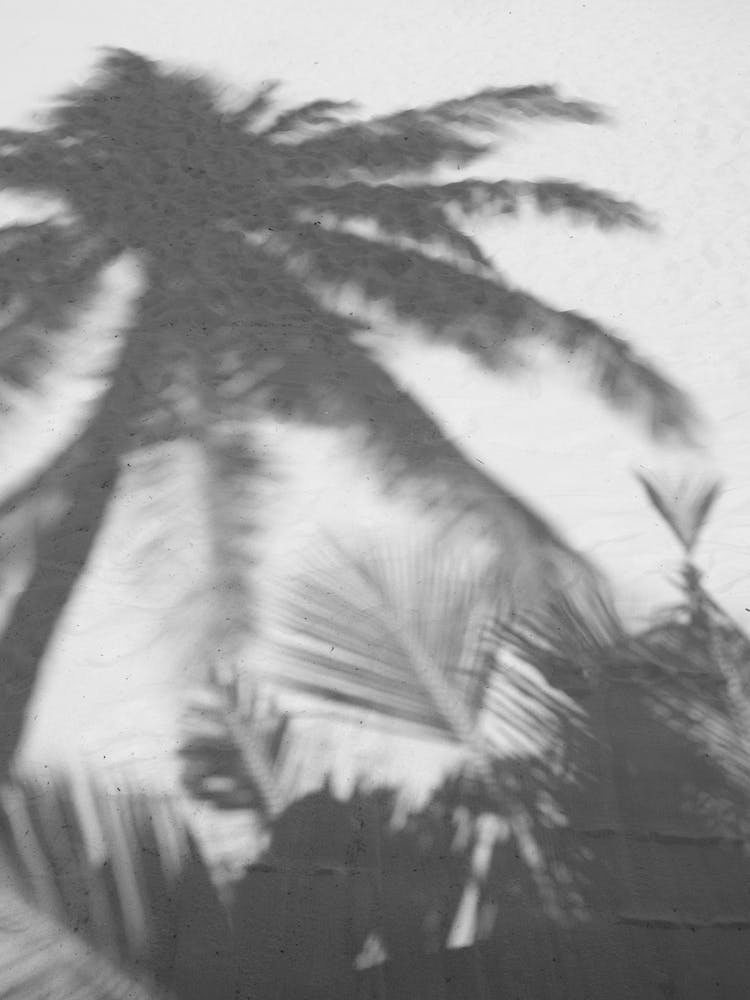 Palms On The Beach