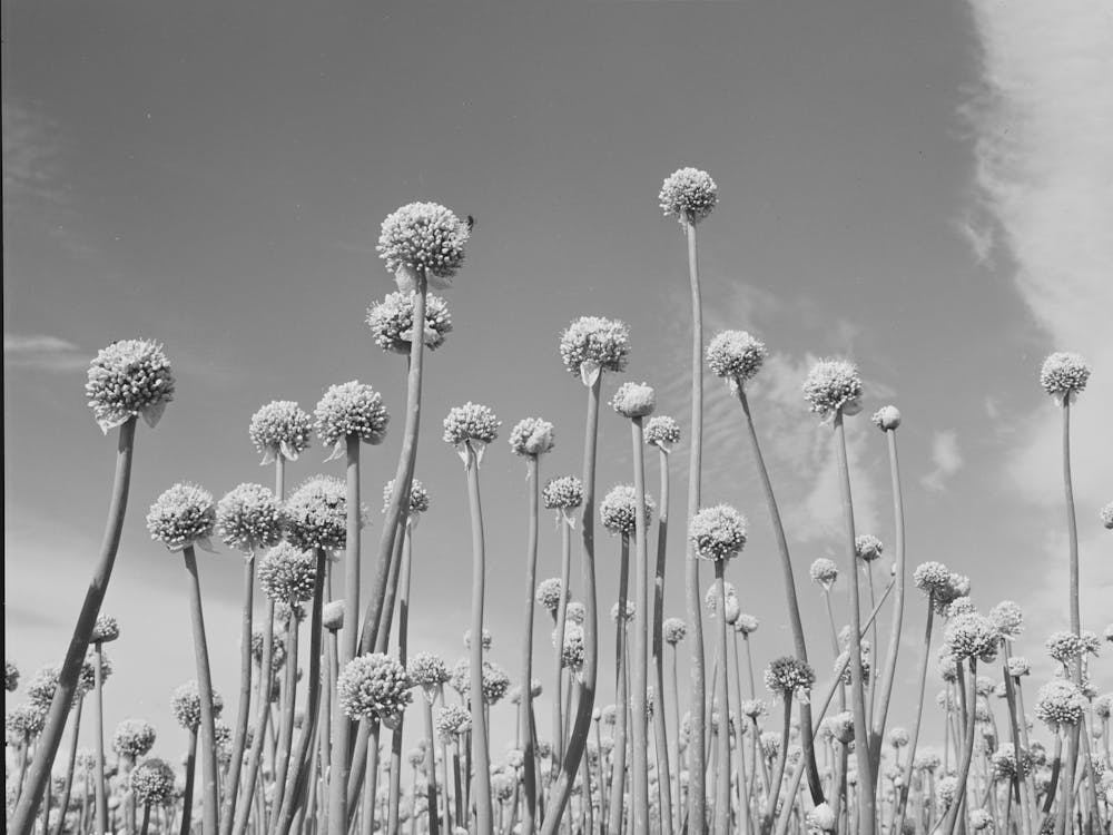 Untitled Photo, Possibly Related To Onion Plants Gone To Seed, Canyon County, Idaho By Russell Lee