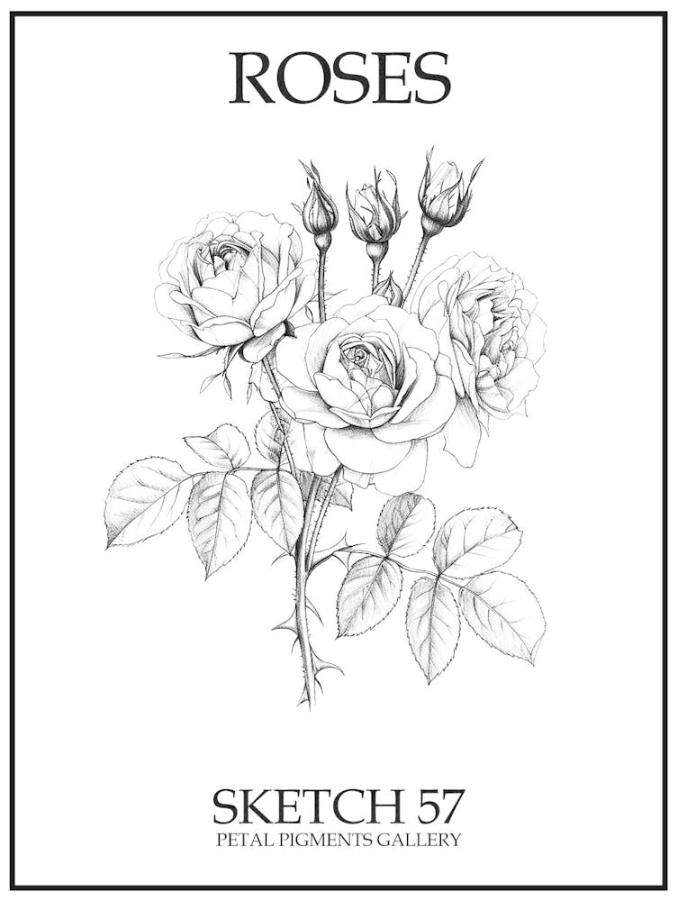 Roses Sketch 57 Poster