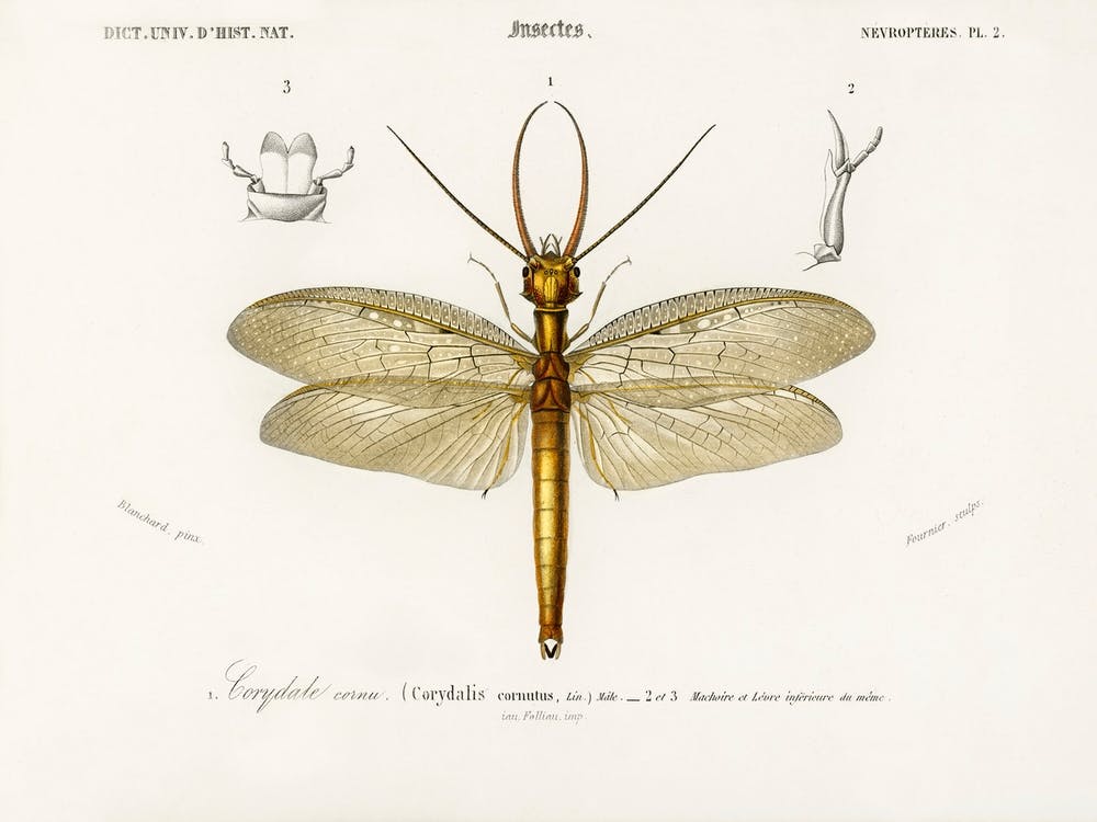 Eastern Dobsonfly (Corydalus Cornutus), Charles Dessalines D'Orbigny