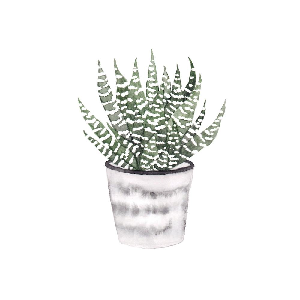 Potted Plant Square
