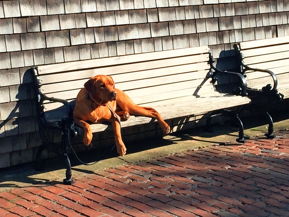 Dog On A Bench in Edgartown (Martha’s Vineyard Series)