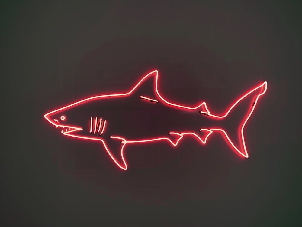 Neon Zebra Shark 3