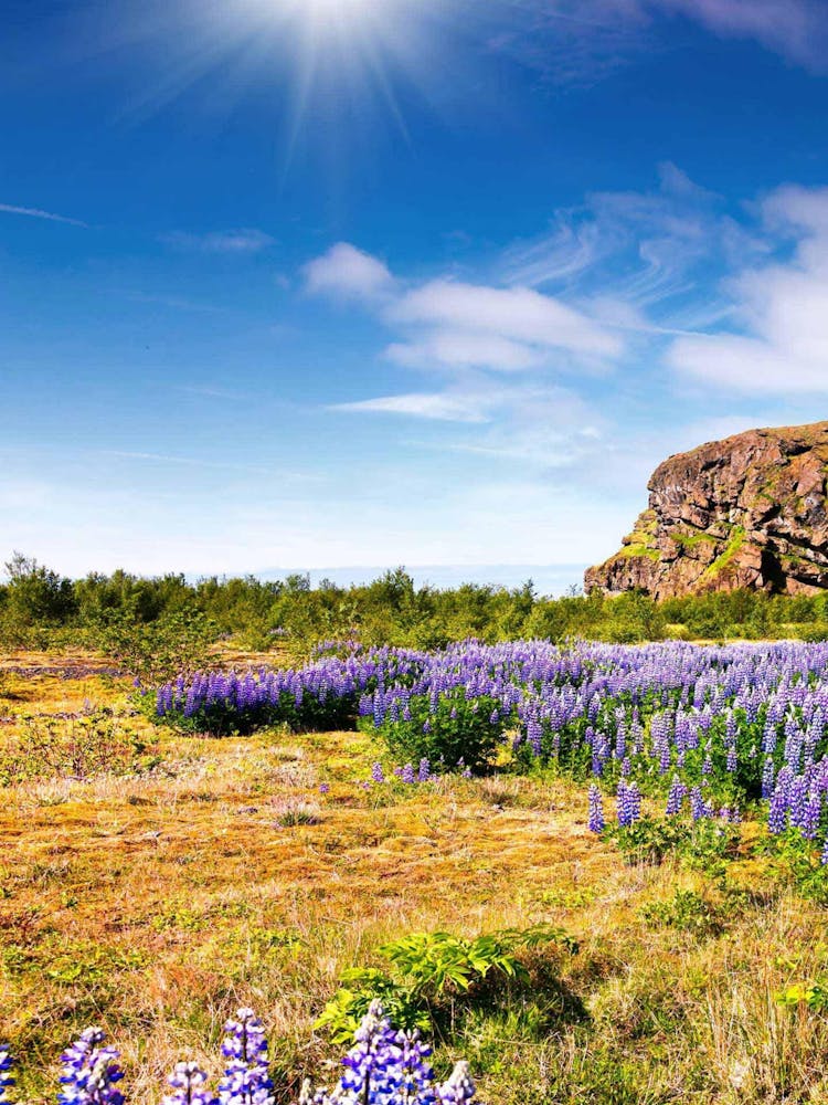 Lupine Field In Iceland