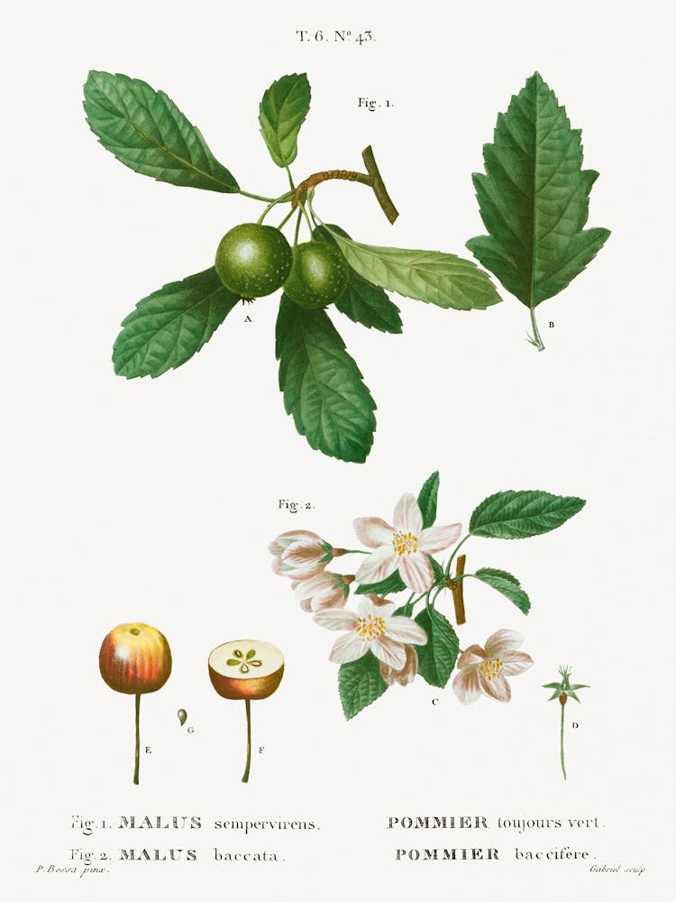 Southern Crabapple, Pierre Joseph Redoute