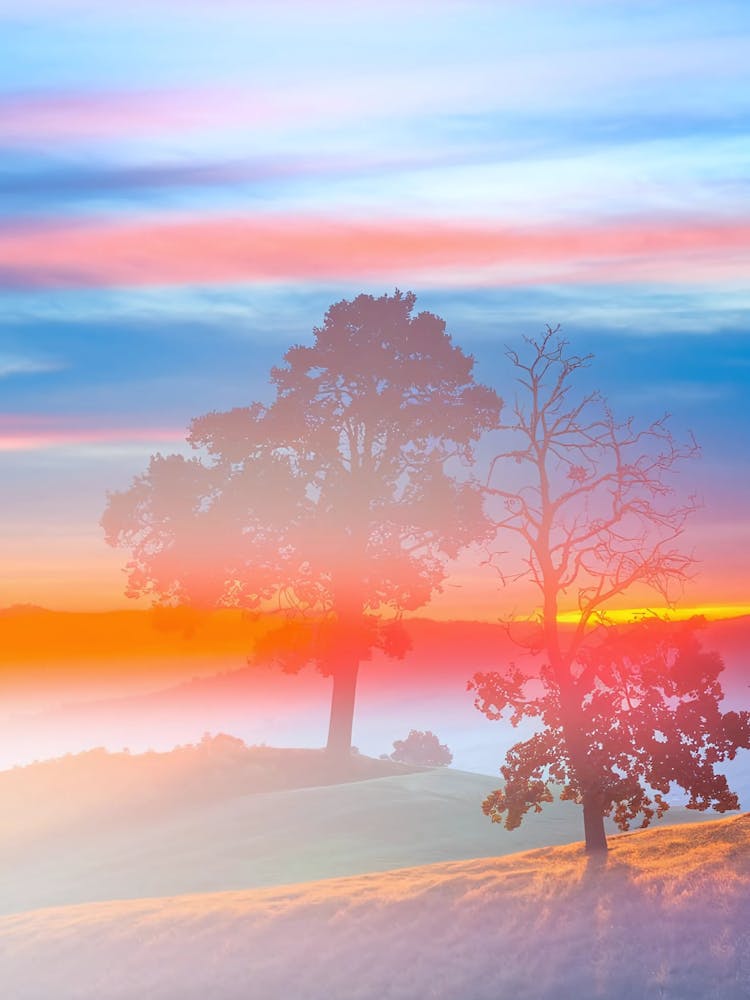 Sunrise With Trees Photo