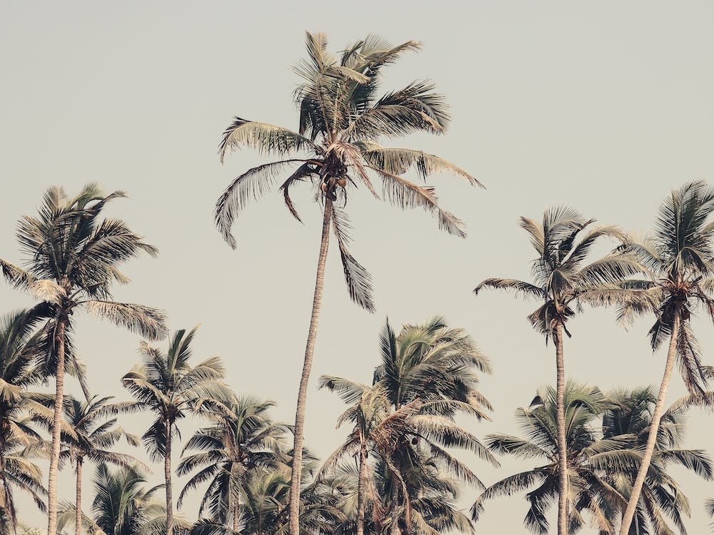 Palm Trees On The Beach