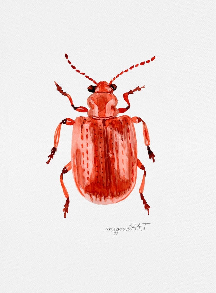 Lilioceris merdigera, the Onion Beetle, watercolor artwork