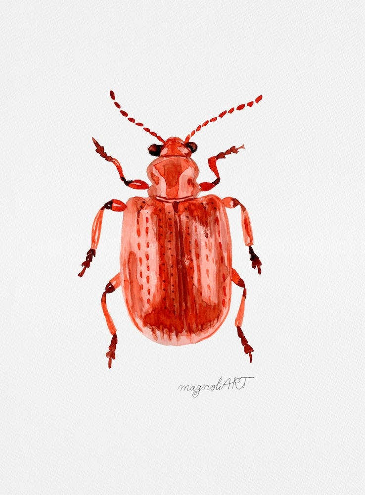 Lilioceris merdigera, the Onion Beetle, watercolor artwork