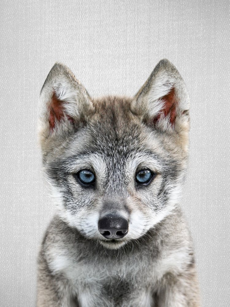 Baby Wolf