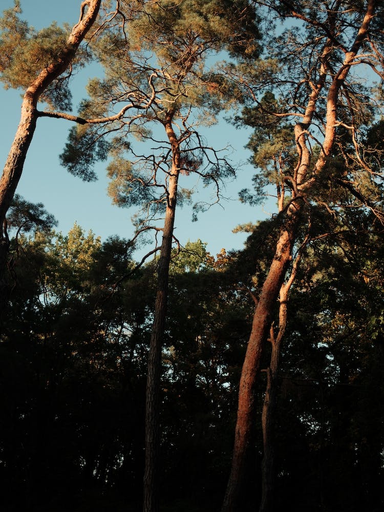 Trees At Sundown