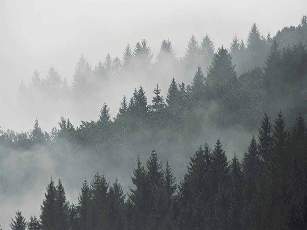 Foggy Pine Forest