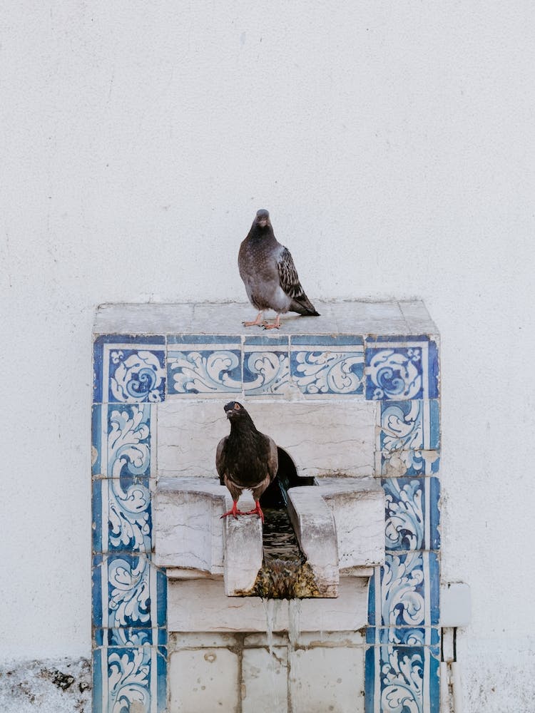Pigeons looking for refreshment in Lisbon