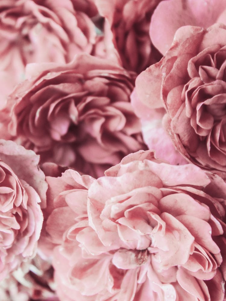 Pink Rose Petals 1
