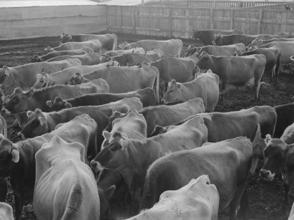 Jersey Cows At Dairy, Tom Green County, Near San Angelo, Texas By Russell Lee