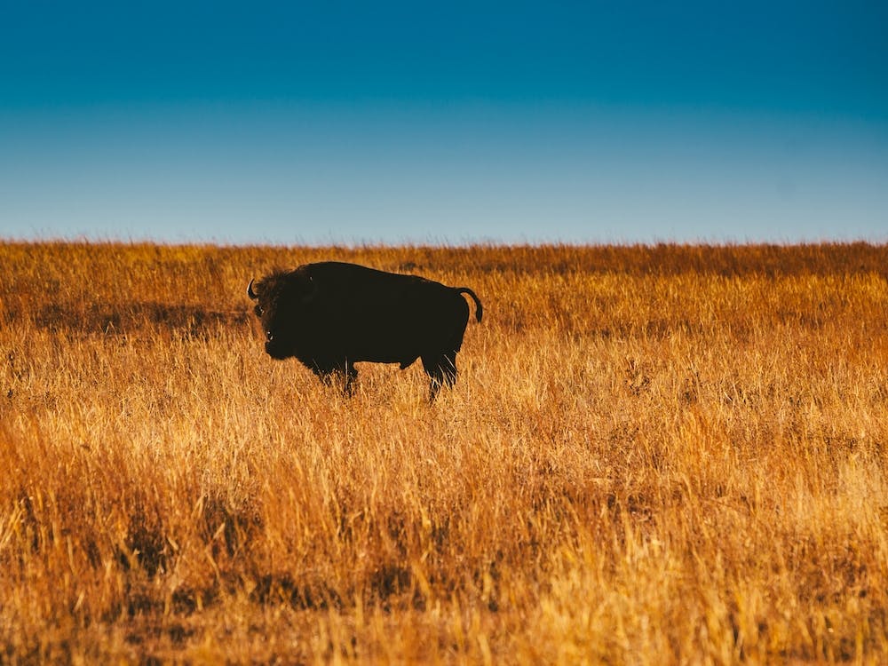Wild Buffalo