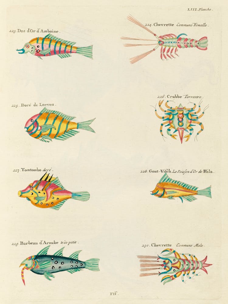 Colourful And Surreal Illustrations Of Fishes, Lobsters And Crab Found In Moluccas (Indonesia) And The East Indies, Louis Renard(51)