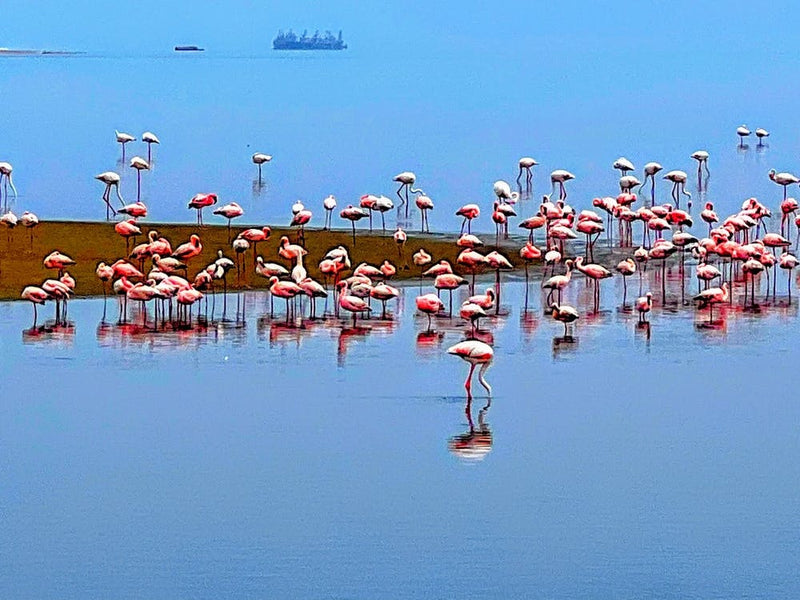 Walvis Bay Flamingos, Namibia (African Series)