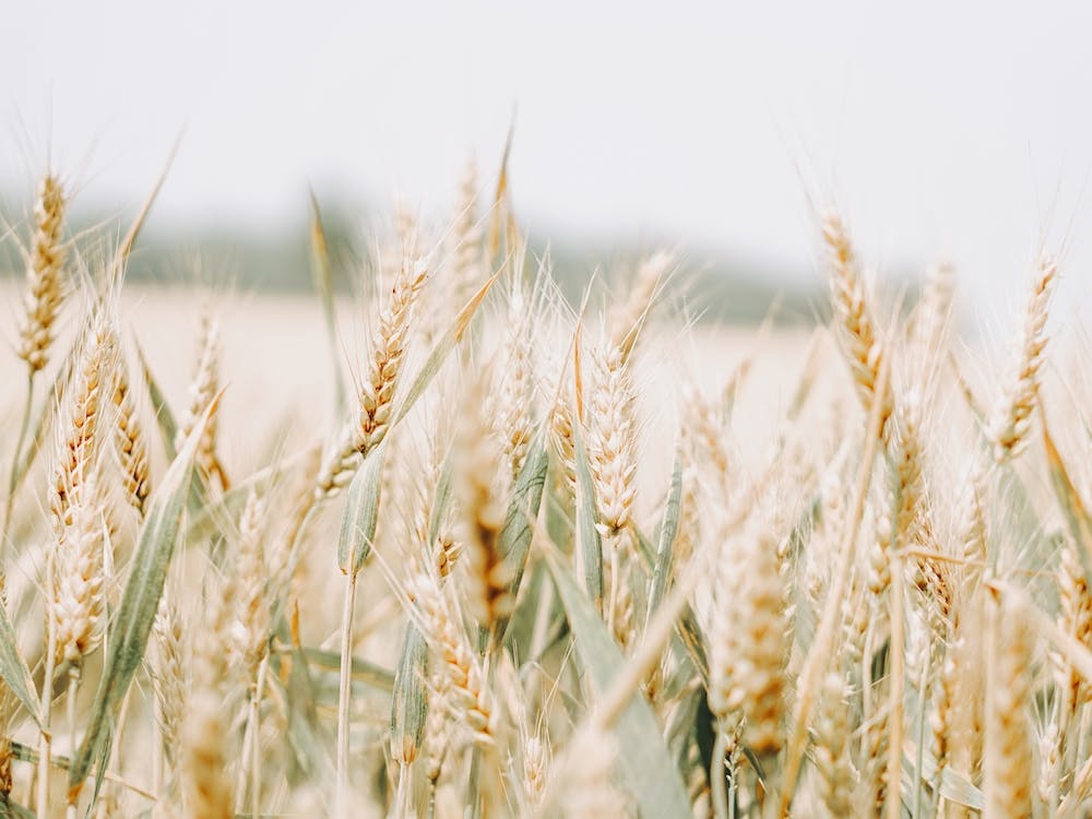 Wheat Field Scenery