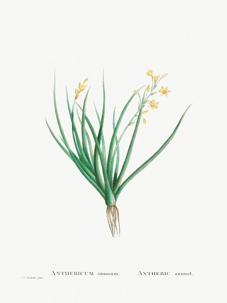 Anthericum Annuum (Bulbine Annua Willd), Pierre Joseph Redoute
