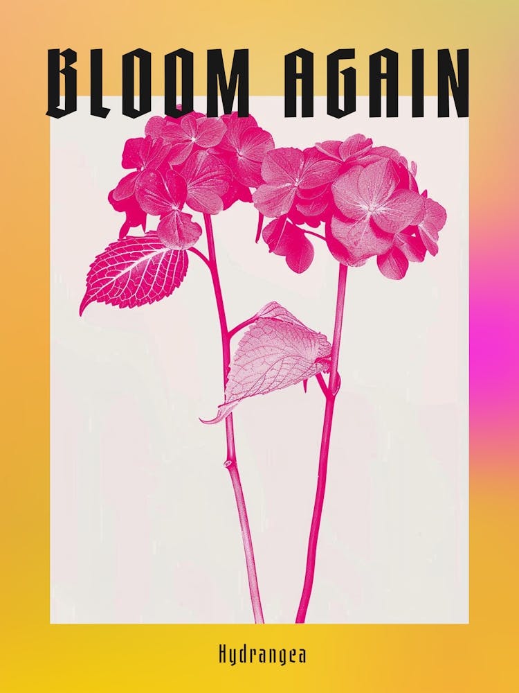 Hot Pink Hydrangea 1 Poster