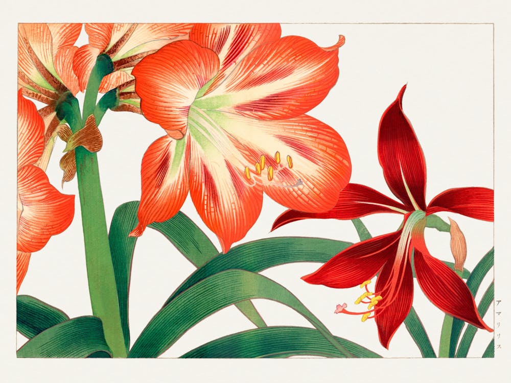 Amaryllis