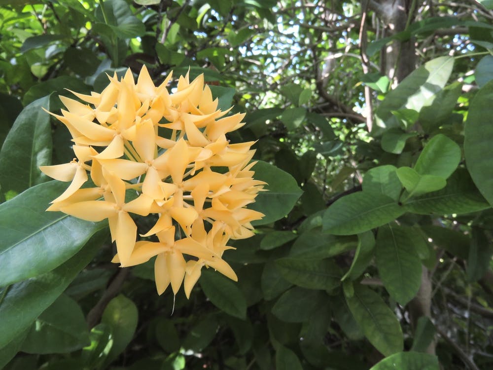 Tropical Yellow Flower Maldives