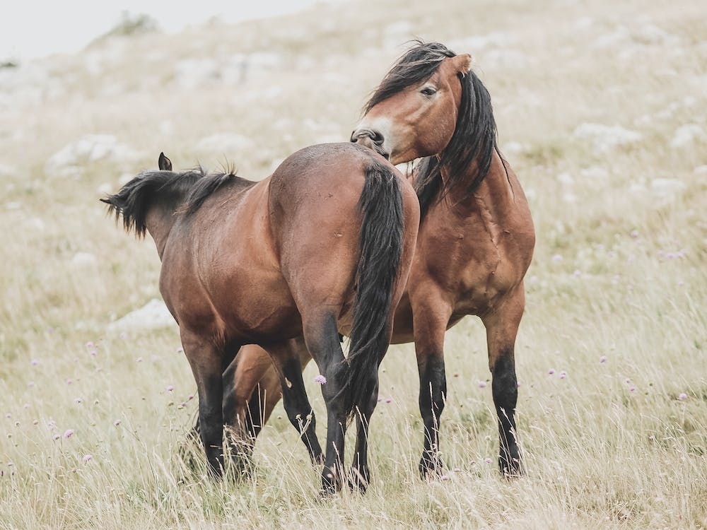 Two Horses Cleaning Each Other