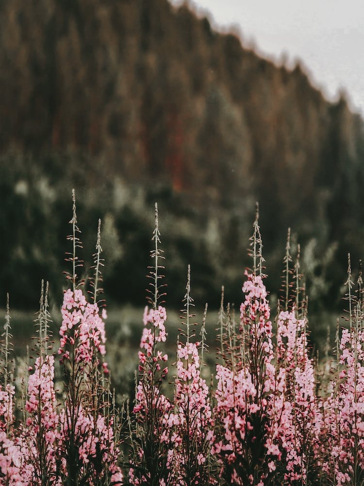 Pink Lupine Flowers