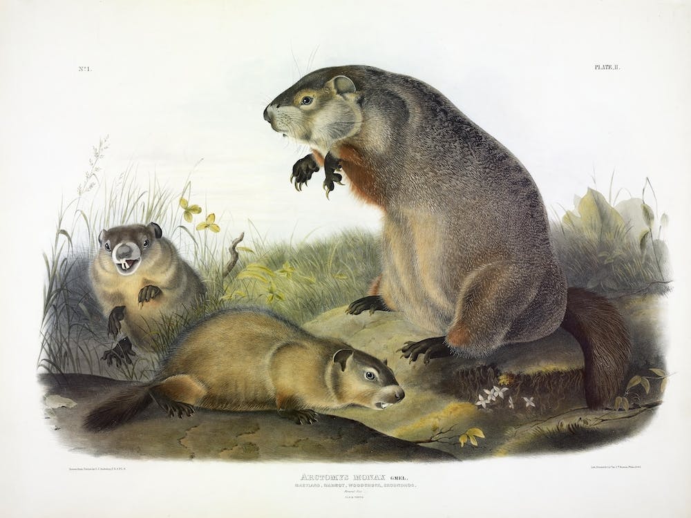 Woodchuck, Groundhog, John James Audubon