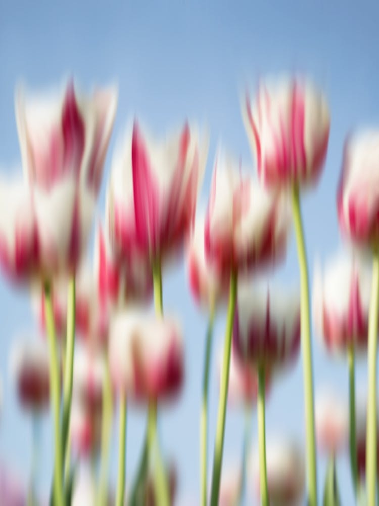 Serenity in Bloom 1