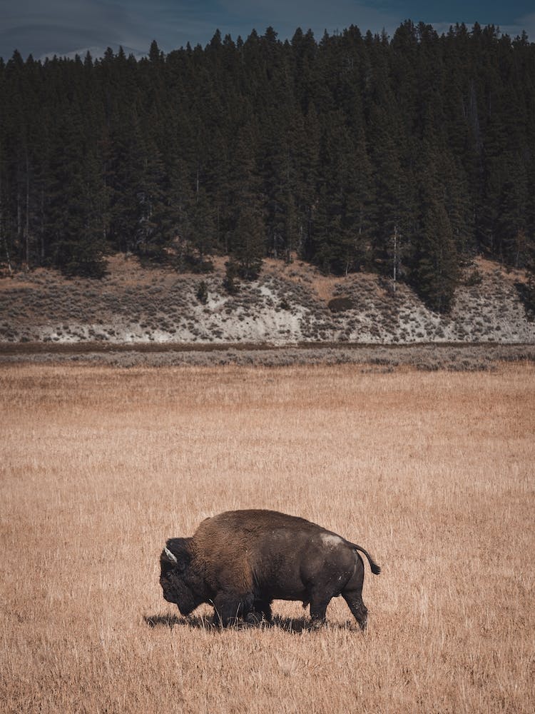 Reisender Bisonbulle
