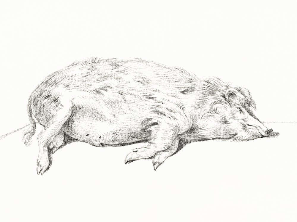 Lying Pig, Jean Bernard