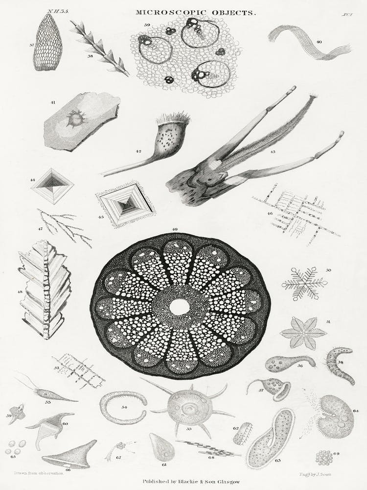 Microscopic Objects, Oliver Goldsmith