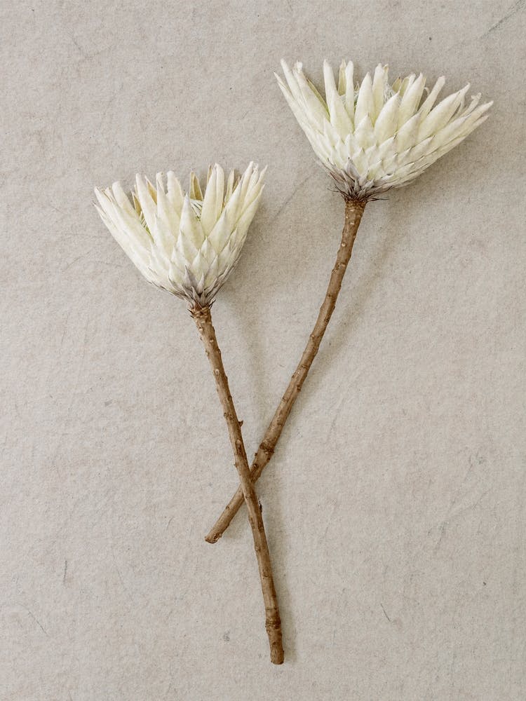 Minimal White King Proteas