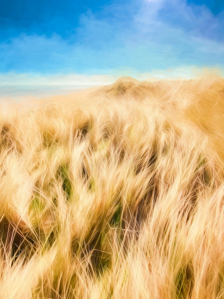 Sand Dune Grasses