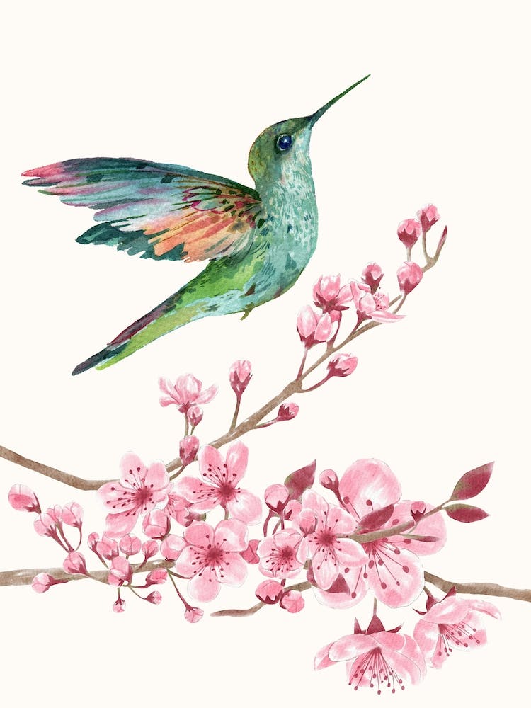Hummingbird On Cherry Blossom